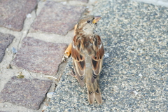 Passer domesticus