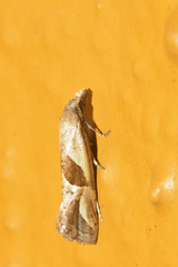Eugnosta bimaculana