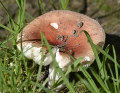 Russula pulchra