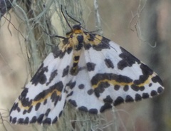 Abraxas grossulariata