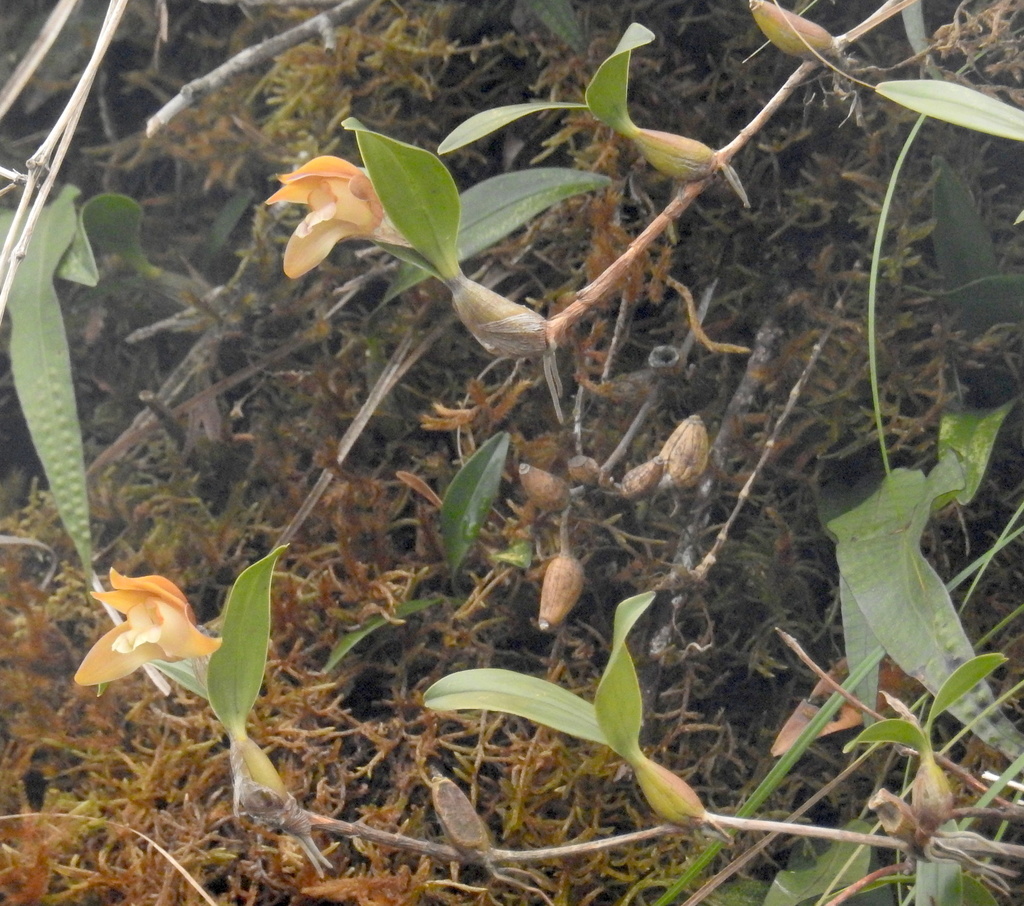 Dendrobium rotundatum (Lindl.) Hook.f. 2
