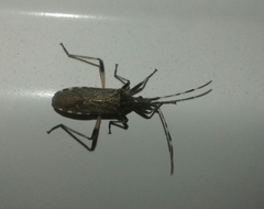 Dicranocephalus setulosus