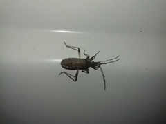 Dicranocephalus setulosus