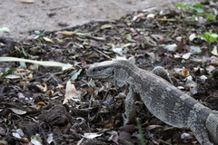 Varanus albigularis