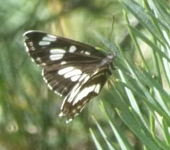 Neptis rivularis