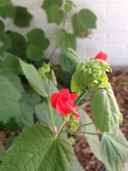 Malvaviscus arboreus