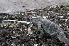 Varanus albigularis