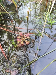 Drosera