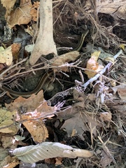 Thamnophis sirtalis