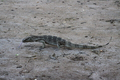 Varanus albigularis
