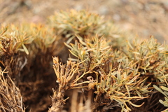 Convolvulus tragacanthoides