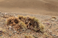 Convolvulus tragacanthoides