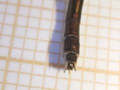 Lestes virens virens