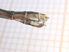 Lestes virens virens