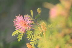 Mimosa emoryana