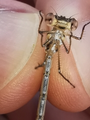Lestes virens virens
