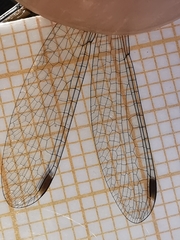 Lestes virens virens