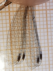 Lestes virens virens