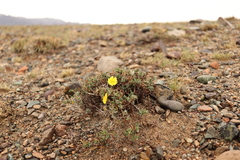 Helianthemum songaricum