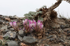 Astragalus infractus