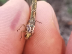 Lestes virens virens