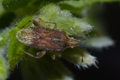 Harmostes fraterculus