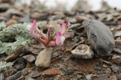 Astragalus infractus