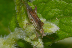 Harmostes fraterculus