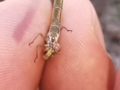 Lestes virens virens