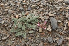 Astragalus infractus