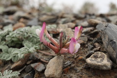 Astragalus infractus