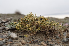 Arthrophytum iliense