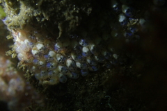 Clavelinidae