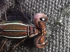 Lestes virens virens