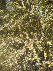 Schinus latifolia