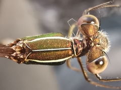 Lestes virens virens