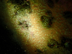Clavelinidae