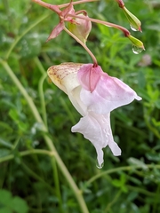 Drüsiges Springkraut (Impatiens glandulifera): Herkunft und Verwendung — Foto 3