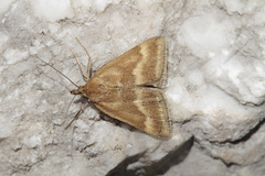 Pyrausta aerealis