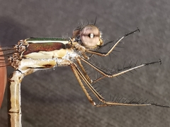 Lestes virens virens