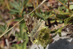 Muschampia lavatherae