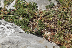 Spialia