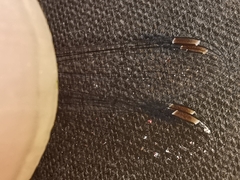 Lestes virens virens