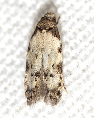 Taygete attributella