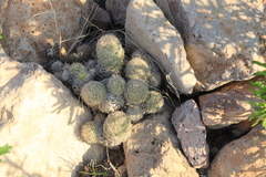 Escobaria chihuahuensis