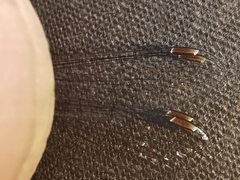 Lestes virens virens