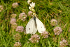 Pieris rapae