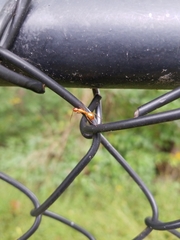 Camponotus castaneus