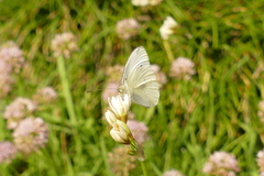 Pieris rapae