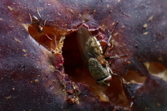 Pollenia rudis